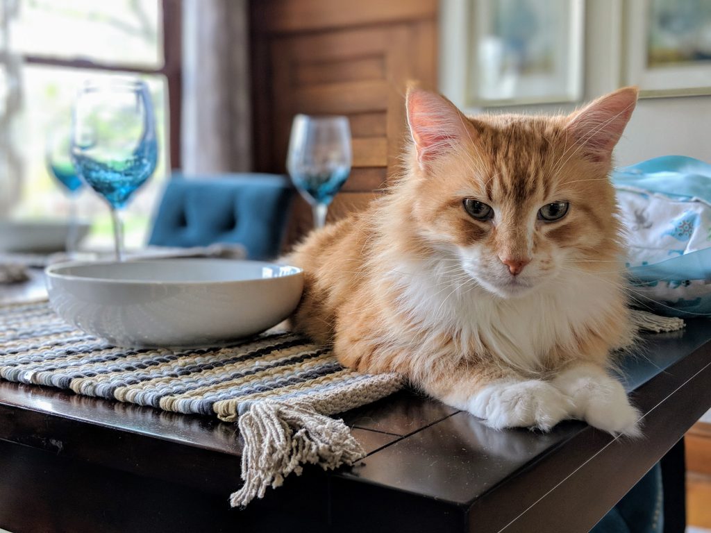 cat on table